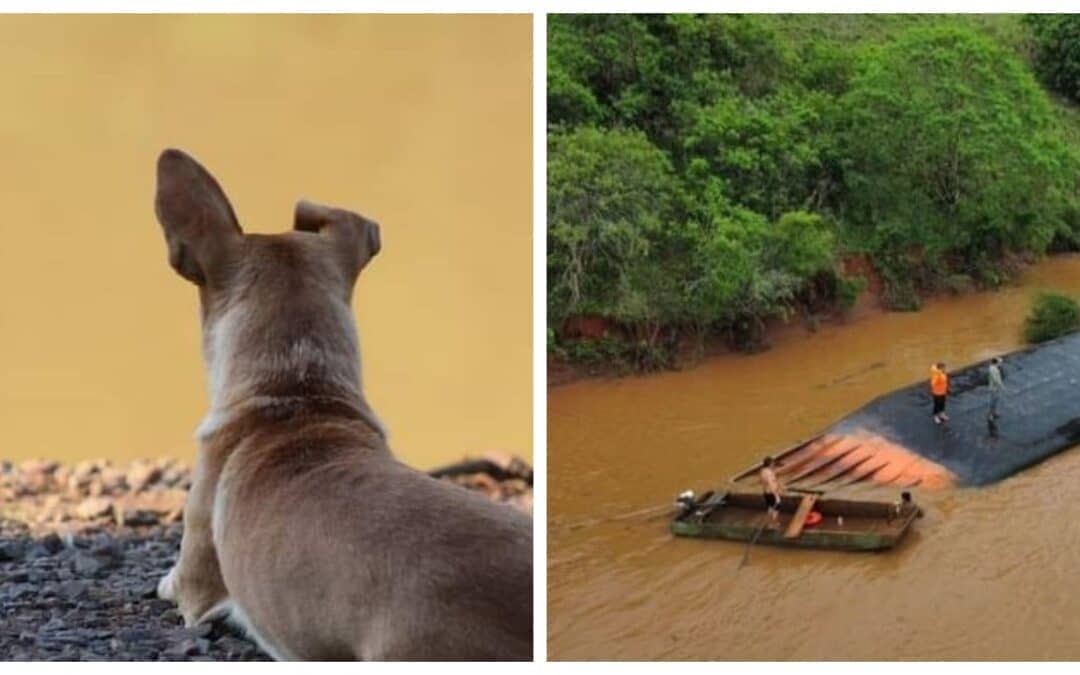 Cachorrinha espera por dono desaparecido após balsa virar no Rio Uruguai