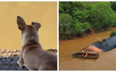 Cachorrinha espera por dono desaparecido após balsa virar no Rio Uruguai