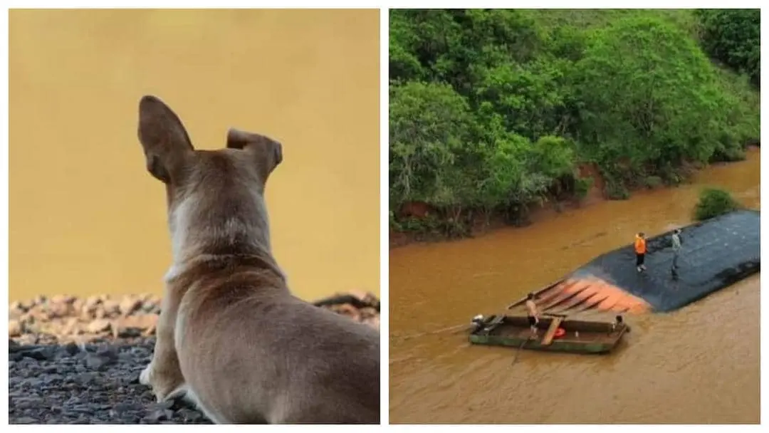 Cachorrinha espera por dono desaparecido após balsa virar no Rio Uruguai