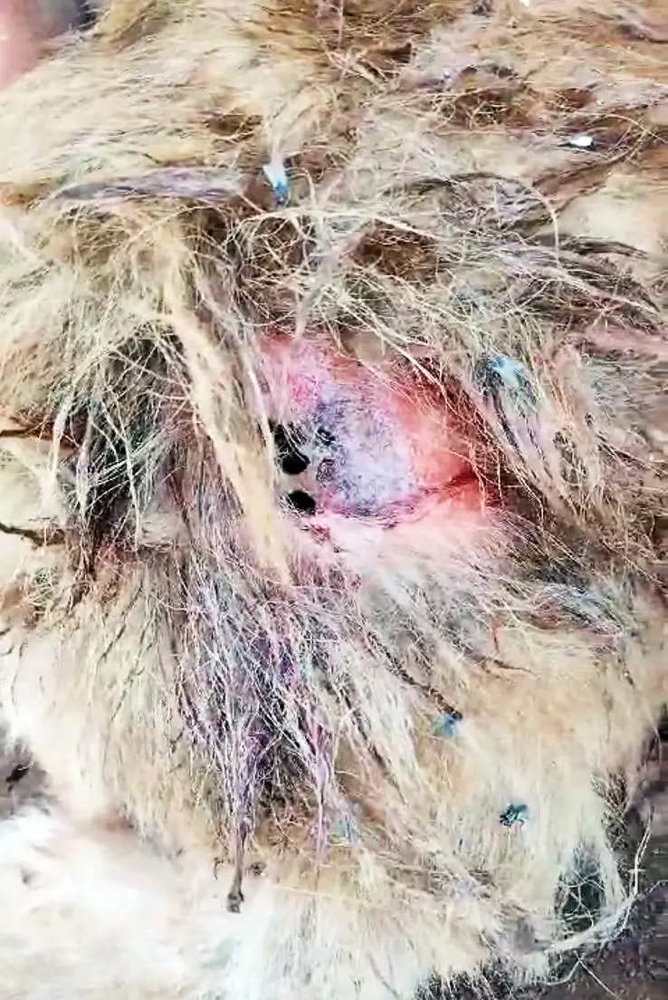 Denúncia de Maus-Tratos Leva Vigilância Sanitária a Residência em Coronel Barros
