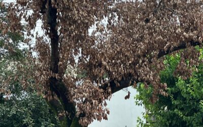 Podas da RGE nas árvores em Ibirubá geram reclamações da comunidade