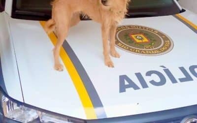 🐾💙 FINAL FELIZ: Nina volta para casa!