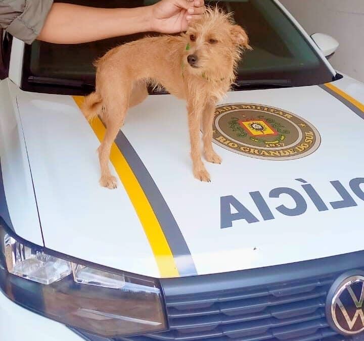 🐾💙 FINAL FELIZ: Nina volta para casa!