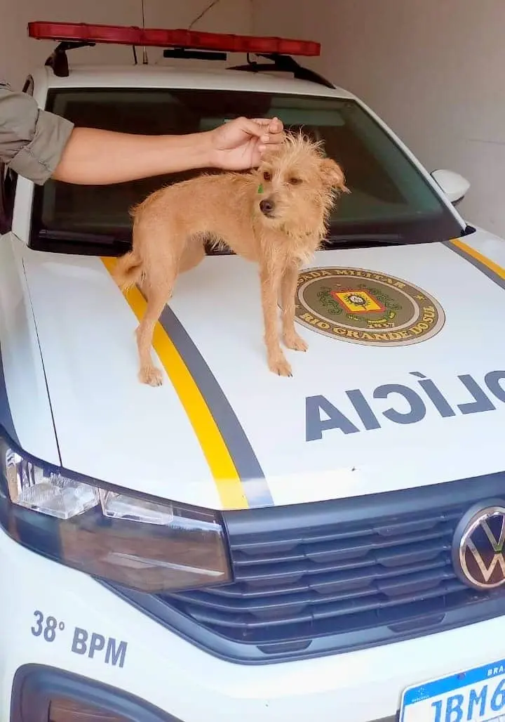 🐾💙 FINAL FELIZ: Nina volta para casa!