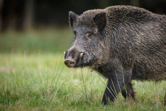 Ibama retomará licenças para caça e manejo aos javalis