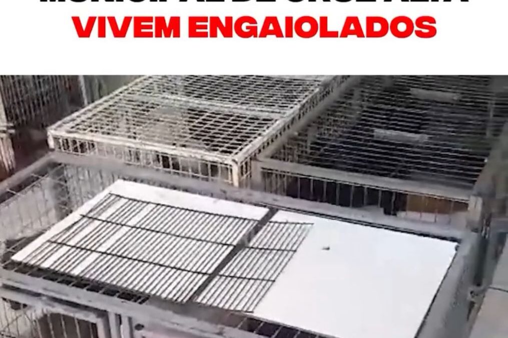 União de Esforços Exige Urgentes Melhorias no Canil Municipal de Cruz Alta