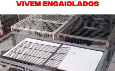 União de Esforços Exige Urgentes Melhorias no Canil Municipal de Cruz Alta