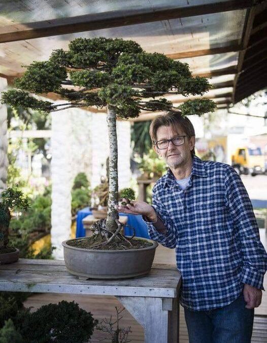 CURITIBA TEM O MENOR BONSAI DE ARAUCÁRIA DO MUNDO