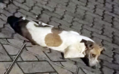 Crueldade em Machadinho: Cadela Morta a Tiros Revela Falhas na Proteção Animal