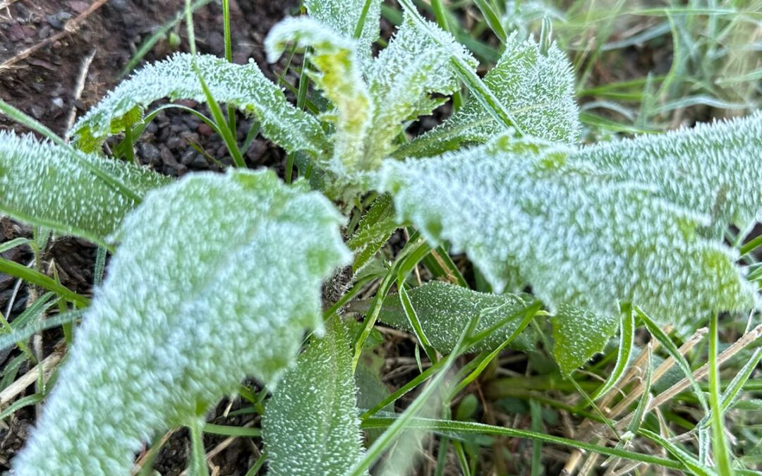 Rio Grande do Sul amanheceu com temperaturas mínimas negativas nesta segunda-feira,  Ibirubá, está entre as 10 cidades que registraram as menores temperaturas da madrugada