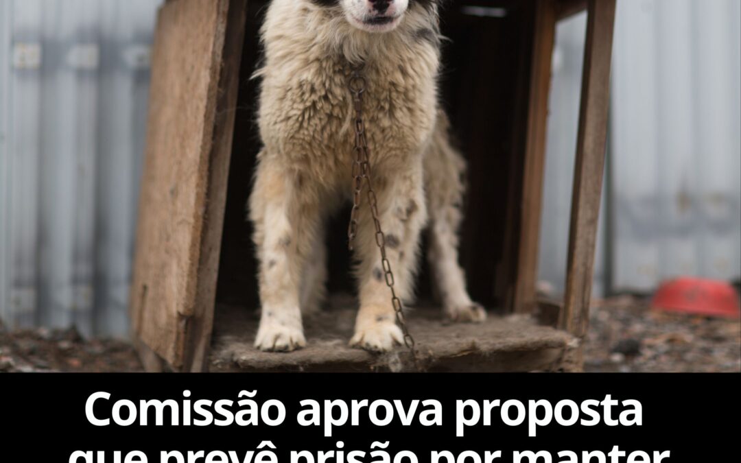 Comissão aprova proposta que prevê prisão por manter animal permanentemente preso em corrente