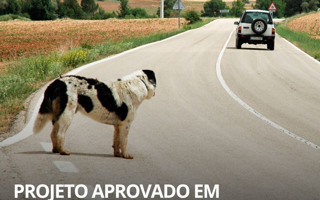 Abandono de animais pode suspender CNH por até 18 meses