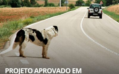 Abandono de animais pode suspender CNH por até 18 meses