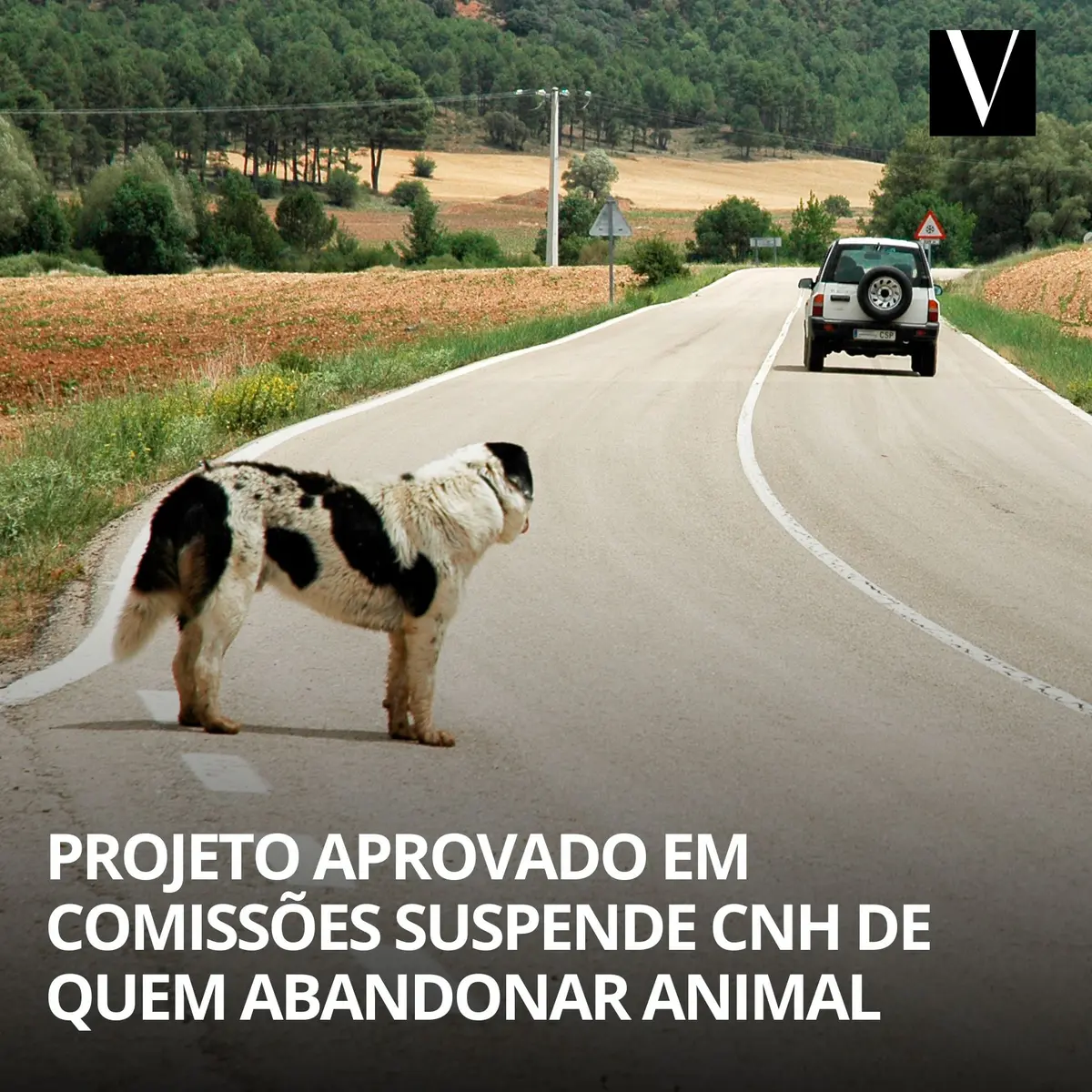 Abandono de animais pode suspender CNH por até 18 meses