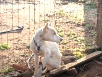 Cão extremamente magro e com ferimentos é resgatado em Benjamin Nott, interior de Cruz Alta; tutor é detido por maus-tratos