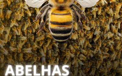 Abelhas: essenciais para a vida, mas que exigem atenção diante de ataques em áreas urbanas