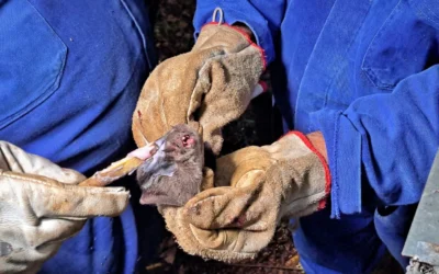 Alerta sanitário: Estado confirma focos de raiva em herbívoros e orienta produtores da região