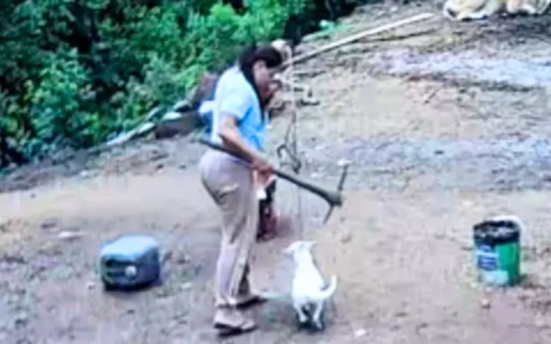 Cão Branquinho: presa mulher investigada por maus-tratos a animais após novos fatos
