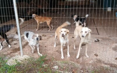 ABANDONO, DOENÇA E FOME: A REALIDADE DOLOROSA DE ANIMAIS EM FORTALEZA DOS VALOS
