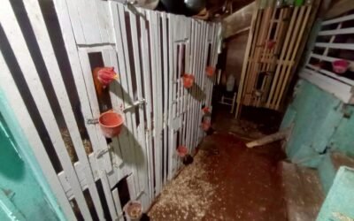 Brigada Militar flagra galos em situação de maus-tratos em Ibirubá